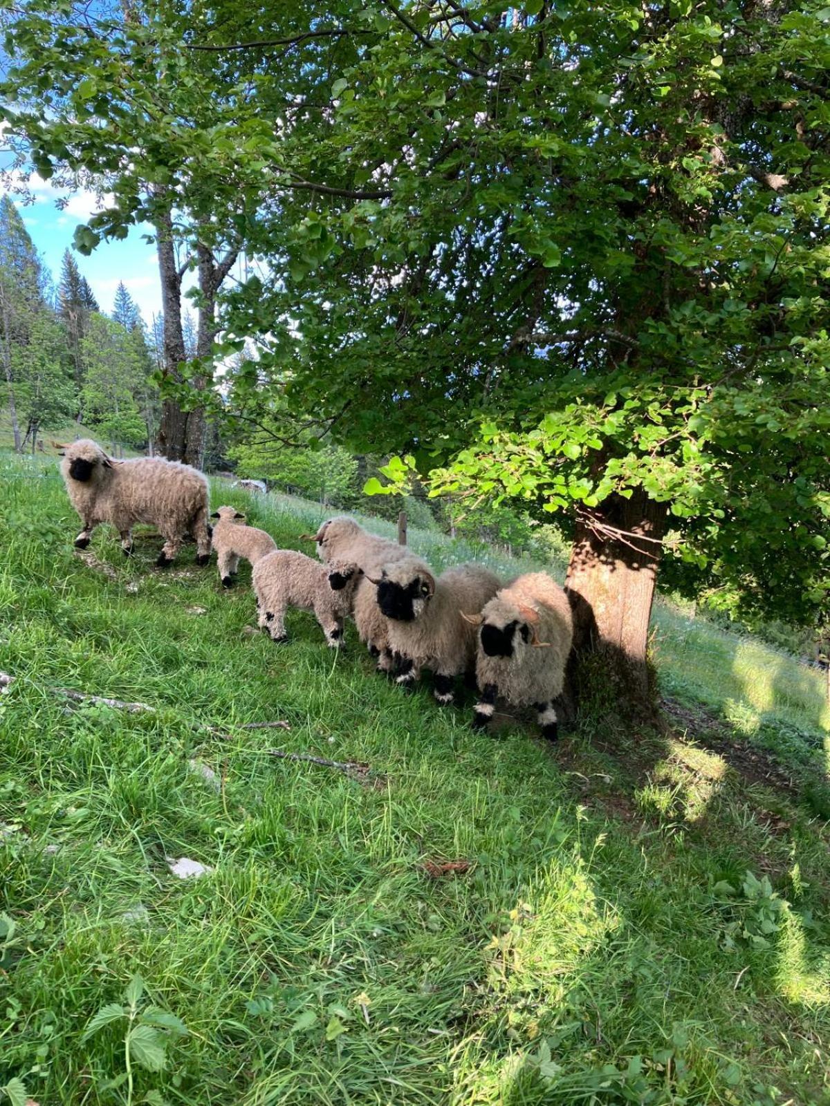 Bergchalet Am Hochkoenig Mühlbach am Hochkönig Zewnętrze zdjęcie